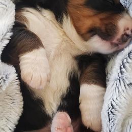 Bernese Mountain Dog Puppies from Stonebrook Gentle Giants
