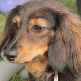 Dachshunds from Top of Ohio Doxies