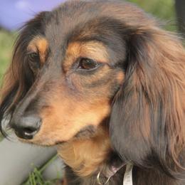 Dachshunds from Top of Ohio Doxies