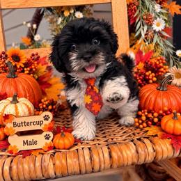Buttercup - Parti male Maltipoo puppy in Dover, Florida from Country Cottage Puppies