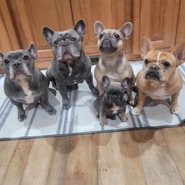 French Bulldog Puppies from Bleu Steele French Bulldogs
