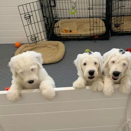 Sheepadoodle Puppies from Narrow Path Puppies