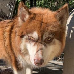 Eevie - Siberian Husky