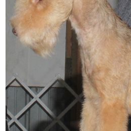 Lakeland Terriers from Glacieridge Lakeland Terrier