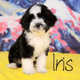 Aussiedoodle Puppies from Dreamcatcher Dogs
