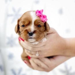 Cavalier King Charles Spaniel and Poodle Puppies from Red Skye Cavaliers