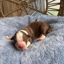 Emily - Red tri-color female Australian Shepherd puppy in Grants Pass, Oregon from Carmel Mountain Aussies