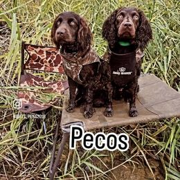 Boykin Spaniel All Grown Up from D&T Boykin Spaniels