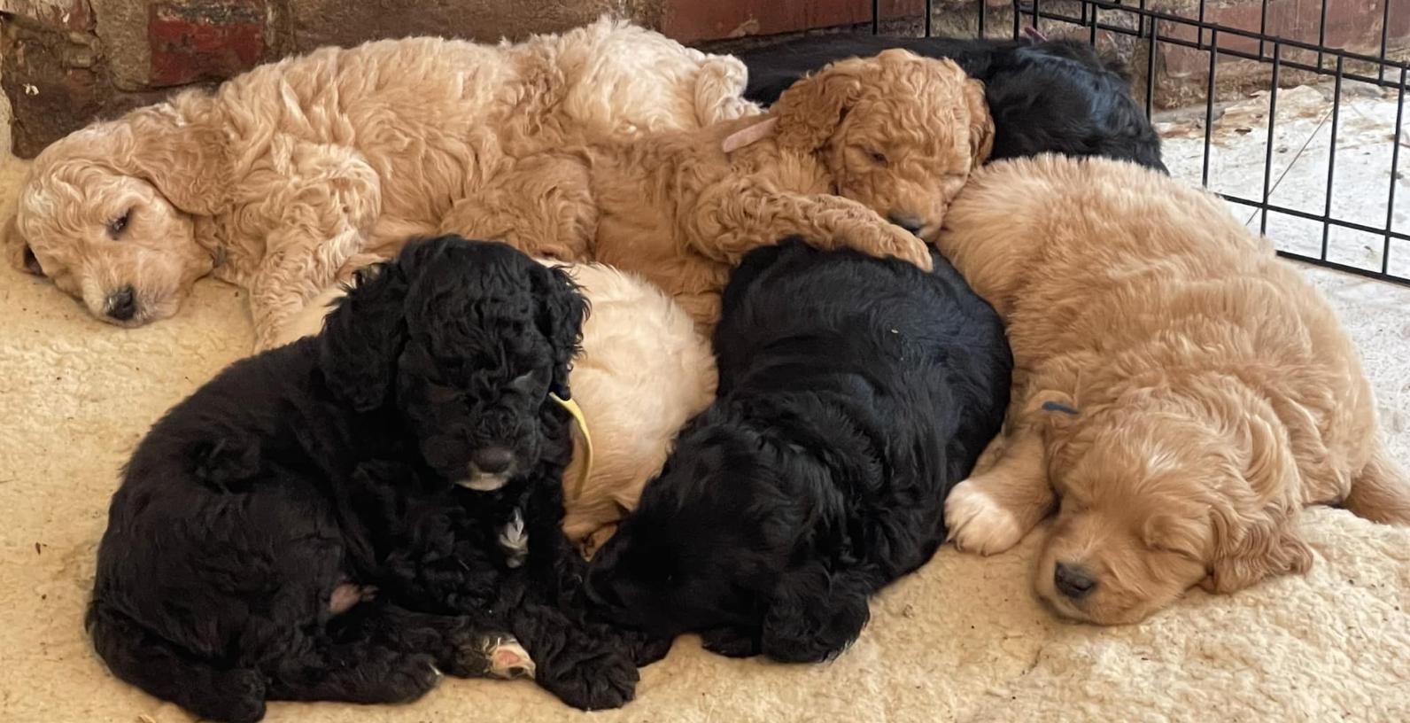 Zona’s Teddybear GoldenDoodles in Tennessee Goldendoodle puppies