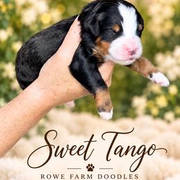 Sweet Tango - Tri-color male Bernedoodle puppy in Henry, Illinois from Rowe Farms Doodles