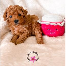Jam - Apricot female Poodle puppy in Kula, Hawaii from Toy Poodle & Maltipoo Maui
