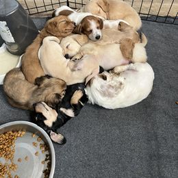 Dachshund Puppies from Hogan’s Lowrider Hounds