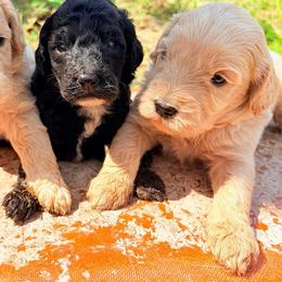 Pikachu - Cream male Goldendoodle puppy in Captain Cook, Hawaii from Big Island Goldendoodles