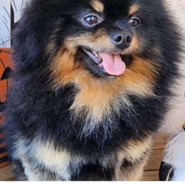 Kuro - Pomeranian