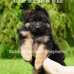 Blue collar - Black and red male German Shepherd puppy in Chrisney, Indiana from Indiana German Shepherds