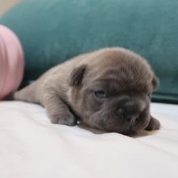 French Bulldog Puppies from Short Leg Frenchies