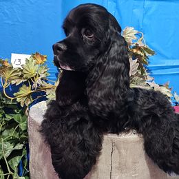 Girl 1 - Cocker Spaniel puppy in Peoria, Arizona from Stand Alone Cockers