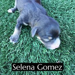 Selena Gomez - Black tri-color female Aussiedoodle puppy in Bakersfield, California from Annie's Aussies