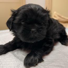 Sky - Black male Shih Tzu puppy in Kodak, Tennessee from Cutshall Babies