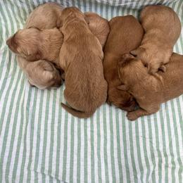 4 - Dark golden male Golden Retriever puppy in Denton, Maryland from Golden Horse Farm