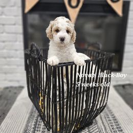 Black - Cream male Labradoodle puppy in Payson, Utah from Utah County Labradoodles