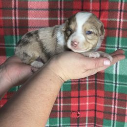 Smaller female Merle - Red merle female Toy Australian Shepherd puppy in Hillsboro, Illinois from Shoal Creek Puppies