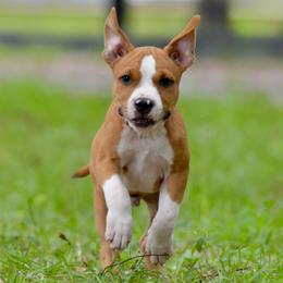 Magneto - Red male American Staffordshire Terrier puppy in St. Augustine, Florida from LBK & Ancient City