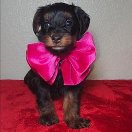 SPICE - Black and tan female Yorkipoo puppy in Palmdale, California from J Designer Puppies