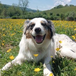 Australian Shepherd Puppies from Remy's BFF's (Best friends furever)