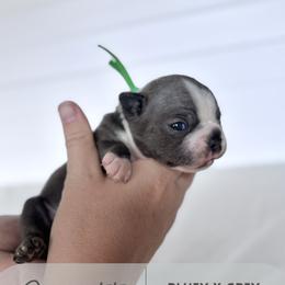 Sprigatito - Blue female Boston Terrier puppy in West Jefferson, Ohio from Kline Kennels