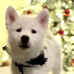 Siberian Husky Puppies from Snowy Siberians