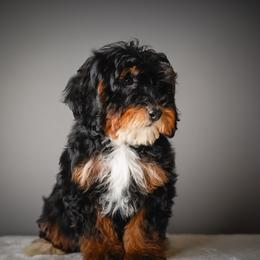 Logan - Tri-color male Bernedoodle puppy in Caldwell, Idaho from Boise Doodle Co.
