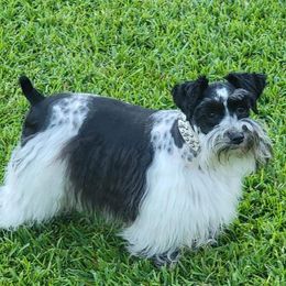 Porsha - Miniature Schnauzer