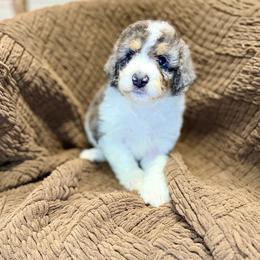 Banner - Blue merle male Bernedoodle puppy in Lookout, California from Remington Kennels, LLC