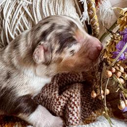 Girl 3 - Red merle female Australian Shepherd puppy in Ramona, California from Blue Moon Aussies