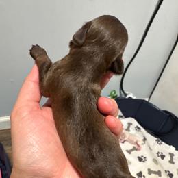 Prancer - Liver male Miniature Schnauzer puppy in The Rock, Georgia from Southern Paw Schnauzers
