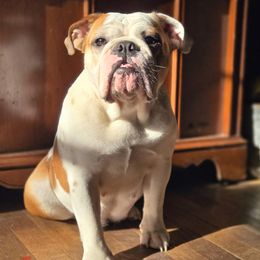 Gnocchi - Bulldog