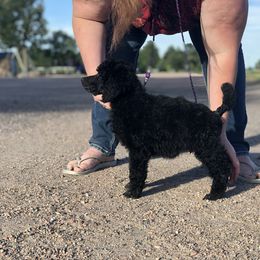 German Shepherd and Poodle Puppies from United Broughton Kennel