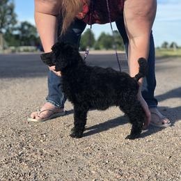 German Shepherd and Poodle Puppies from United Broughton Kennel