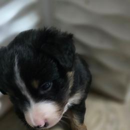 Valentine (Jason) - Black tri-color male Australian Shepherd puppy in Smithfield, Utah from Invictus Farms