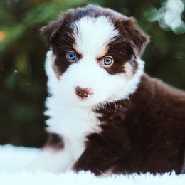 German Shepherd and Sporty Mix Puppies from Savage K9 Kennels
