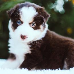 German Shepherd and Sporty Mix Puppies from Savage K9 Kennels