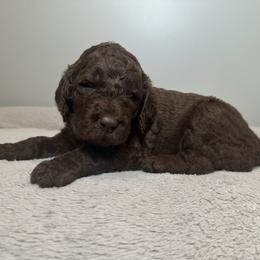 Sprout (Green Collar) - Brown male Poodle puppy in Monroeville, Pennsylvania from K & A Standard Poodles
