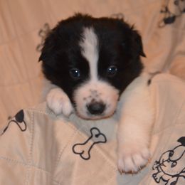 Bamboo - Border Collie puppy in Grapevine, Texas from Cates Border Collies