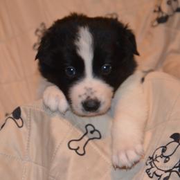 Bamboo - Border Collie puppy in Grapevine, Texas from Cates Border Collies