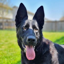 Venus - German Shepherd