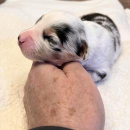 Poppy-BMF - Blue merle female Miniature Australian Shepherd puppy in Denair, California from CenCal Mini Aussies