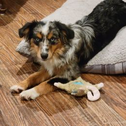 Macie - Toy Australian Shepherd
