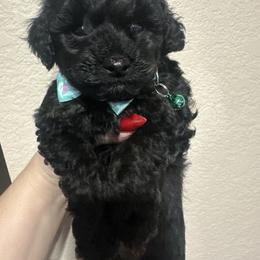 Ivy - Tri-color female Yorkipoo puppy in Apple Valley, California from Boujeepups