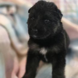 Male 2 - Black and tan male German Shepherd puppy in Leon, West Virginia from Heart2Heart Kennels